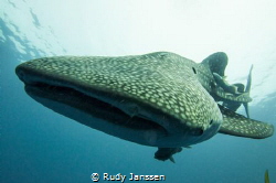 Whale shark by Rudy Janssen 